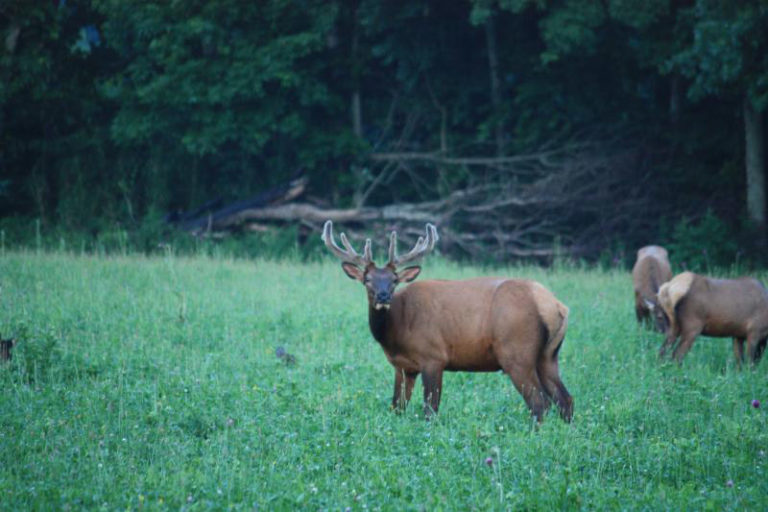 Wildlife Viewing | Upper Buffalo River Association